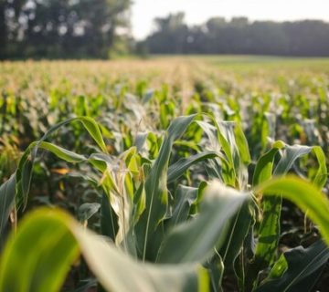 Agriculture corn field closeup corn tree corn plantation field 310182 2460 1 360x320
